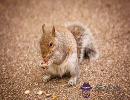 屬鼠2021年桃花運旺的月份 屬鼠2021年桃花運旺的月份