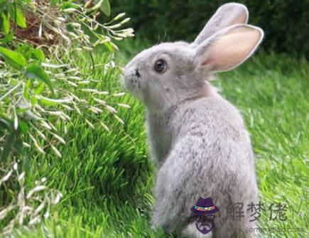 屬兔2021年桃花運旺的月份 屬兔2021年桃花運旺的月份