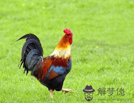 屬雞2021年七月運勢 屬雞2021年七月運勢