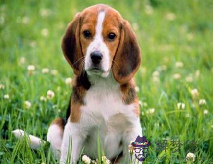 屬狗2021年一月運勢 屬狗2021年一月運勢