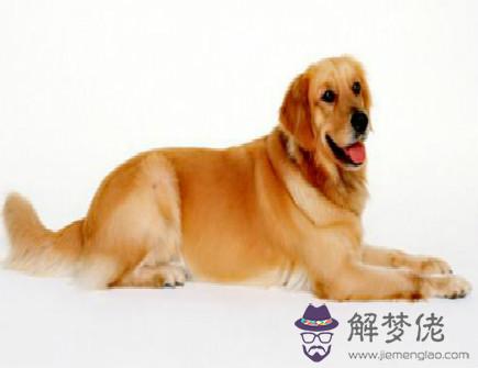 s2021年屬狗人最佳合作伙伴 2021年屬狗人最佳合作伙伴