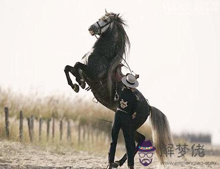 馬爸爸和豬媽媽生什么寶寶好