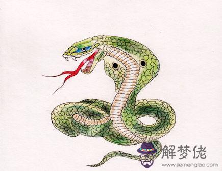 蛇爸爸和狗媽媽生什么寶寶好