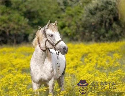 馬爸爸和鼠媽媽生什么寶寶好 馬爸爸和鼠媽媽生什么寶寶好