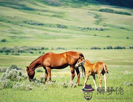 馬爸爸和馬媽媽生什么寶寶好 馬爸爸和馬媽媽生什么寶寶好