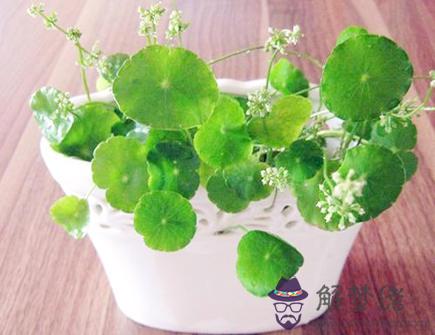 2021年十二生肖養什么植物旺財