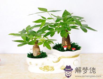 2021年十二生肖養什么植物旺財