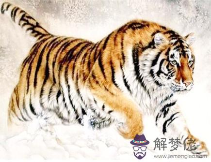 虎爸爸和豬媽媽生什么寶寶好