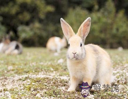 兔爸爸和鼠媽媽生什么寶寶好