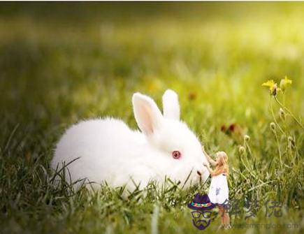 兔爸爸和虎媽媽生什么寶寶好