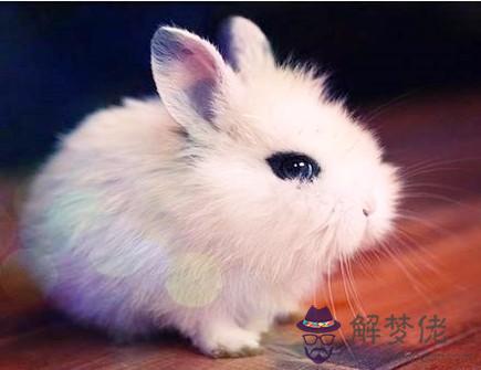 兔爸爸和馬媽媽生什么寶寶好