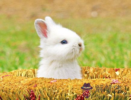 兔爸爸和羊媽媽生什么寶寶好