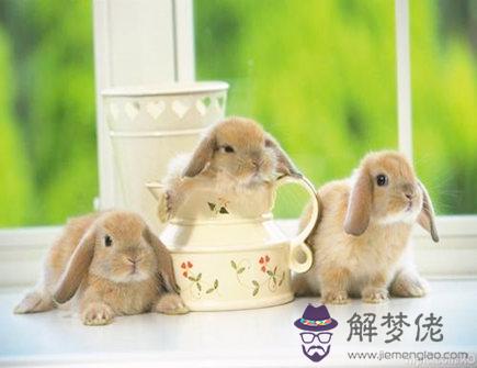 兔爸爸和狗媽媽生什么寶寶好