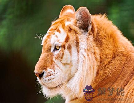 虎爸爸和牛媽媽生什么寶寶好