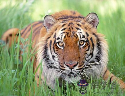 虎爸爸和虎媽媽生什么寶寶好