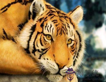 虎爸爸和馬媽媽生什么寶寶好