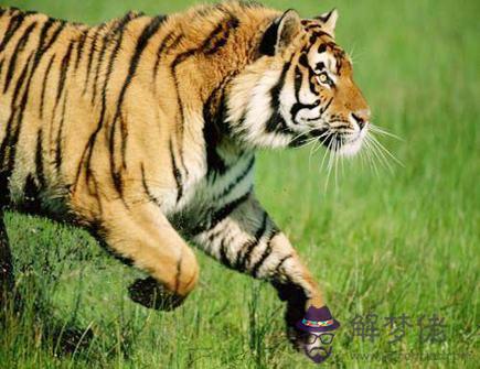 虎爸爸和羊媽媽生什么寶寶好 虎爸爸和羊媽媽生什么寶寶好