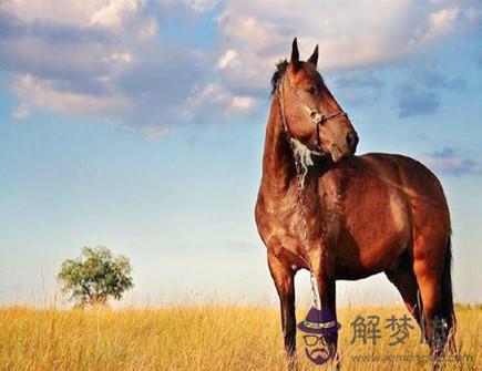 屬馬2021年適合買房嗎 屬馬2021年適合買房嗎