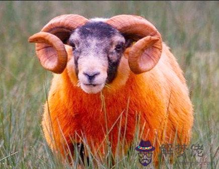 屬羊2021年幸運顏色 屬羊2021年幸運顏色