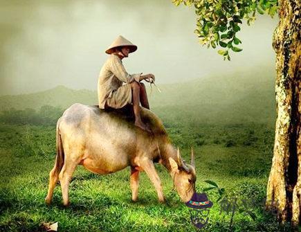 屬牛在2021年幾月運勢好 屬牛在2021年幾月運勢好