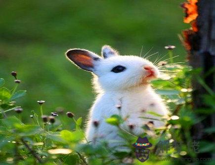 屬兔在2021年幾月運勢好 屬兔在2021年幾月運勢好