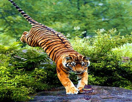 屬虎在2021年幾月比較倒霉 屬虎在2021年幾月比較倒霉