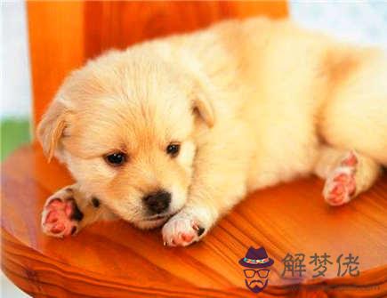 怎么讓屬狗男喜歡自己 怎么讓屬狗男喜歡自己