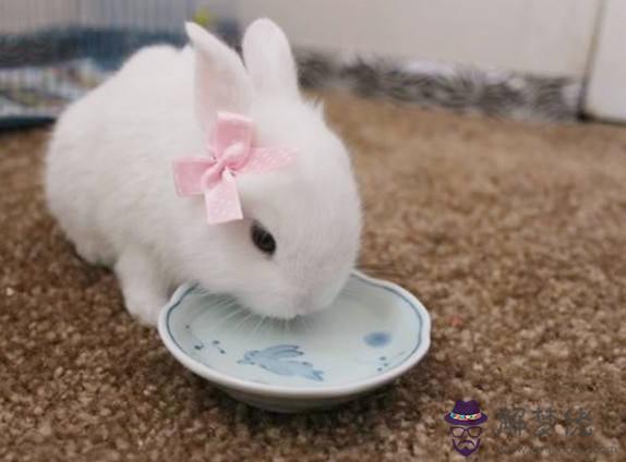 土兔年是哪些年份 土兔年是哪些年份