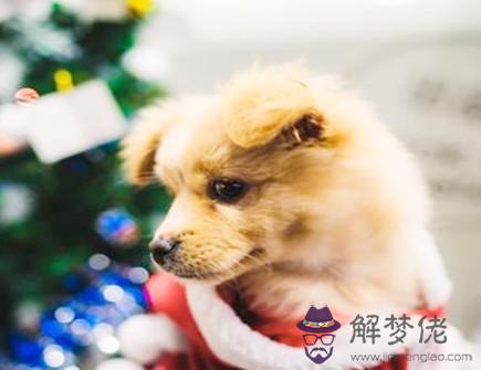 屬狗男和哪個屬相性格相合 屬狗男和哪個屬相性格相合