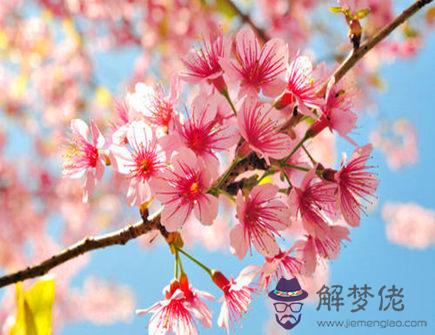 身邊桃花源源不斷的生肖 身邊桃花源源不斷的生肖