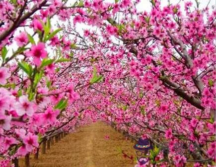 人生遍地是桃花的生肖 人生遍地是桃花的生肖