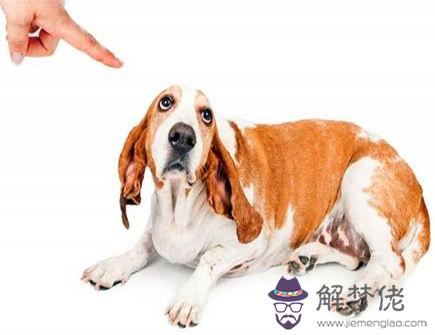 屬狗最怕什么生肖