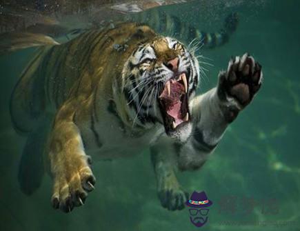 屬虎和什么生肖合適