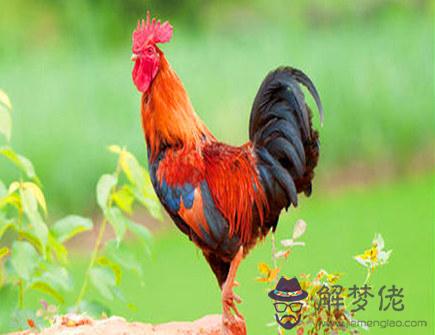 屬雞人什么時候有上進心
