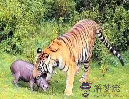 屬豬人和什么屬相相破