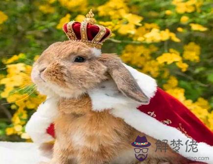 屬兔人和什么屬相相沖