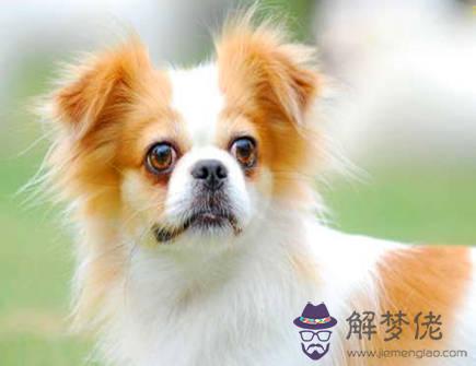 屬狗的人和什么屬相相害