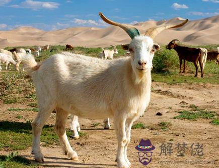 屬羊人和什么屬相相刑