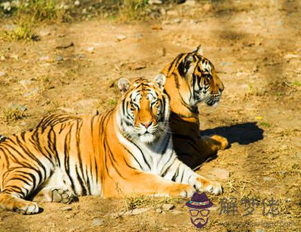 屬虎哪個月出生有偏財運 屬虎哪個月出生有偏財運