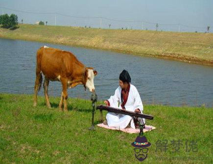 屬牛需要避免的結婚對象 屬牛需要避免的結婚對象