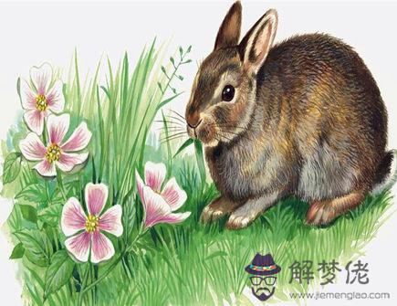 屬兔人會在幾歲結婚