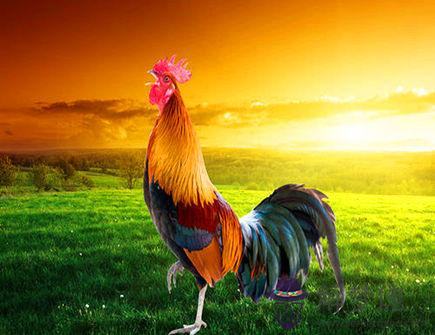 屬雞的隱藏性格有哪些 屬雞的隱藏性格有哪些