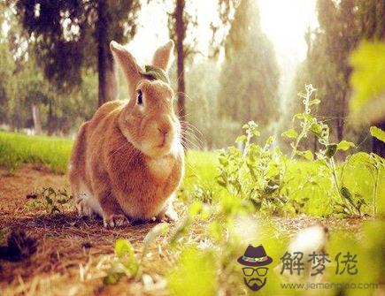 屬兔人養什么植物旺財