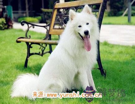 屬狗女最愛的約會方式 屬狗女最愛的約會方式