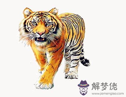 屬虎人有什么性格特征