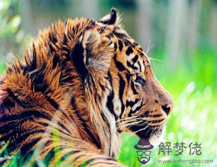 哪個月份的屬虎人命最好 哪個月份的屬虎人命最好