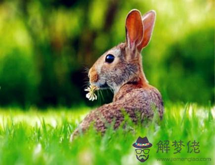 哪個月份的屬兔人命最好 哪個月份的屬兔人命最好