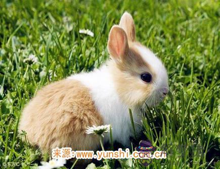 屬兔人一生有幾次婚姻 屬兔人一生有幾次婚姻