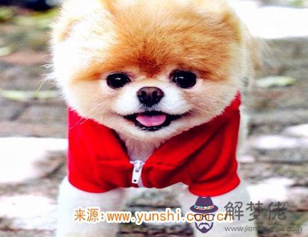 屬狗人災難年齡 屬狗人災難年齡