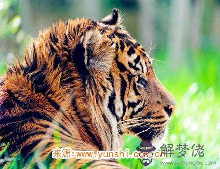 屬虎人災難年齡 屬虎人災難年齡